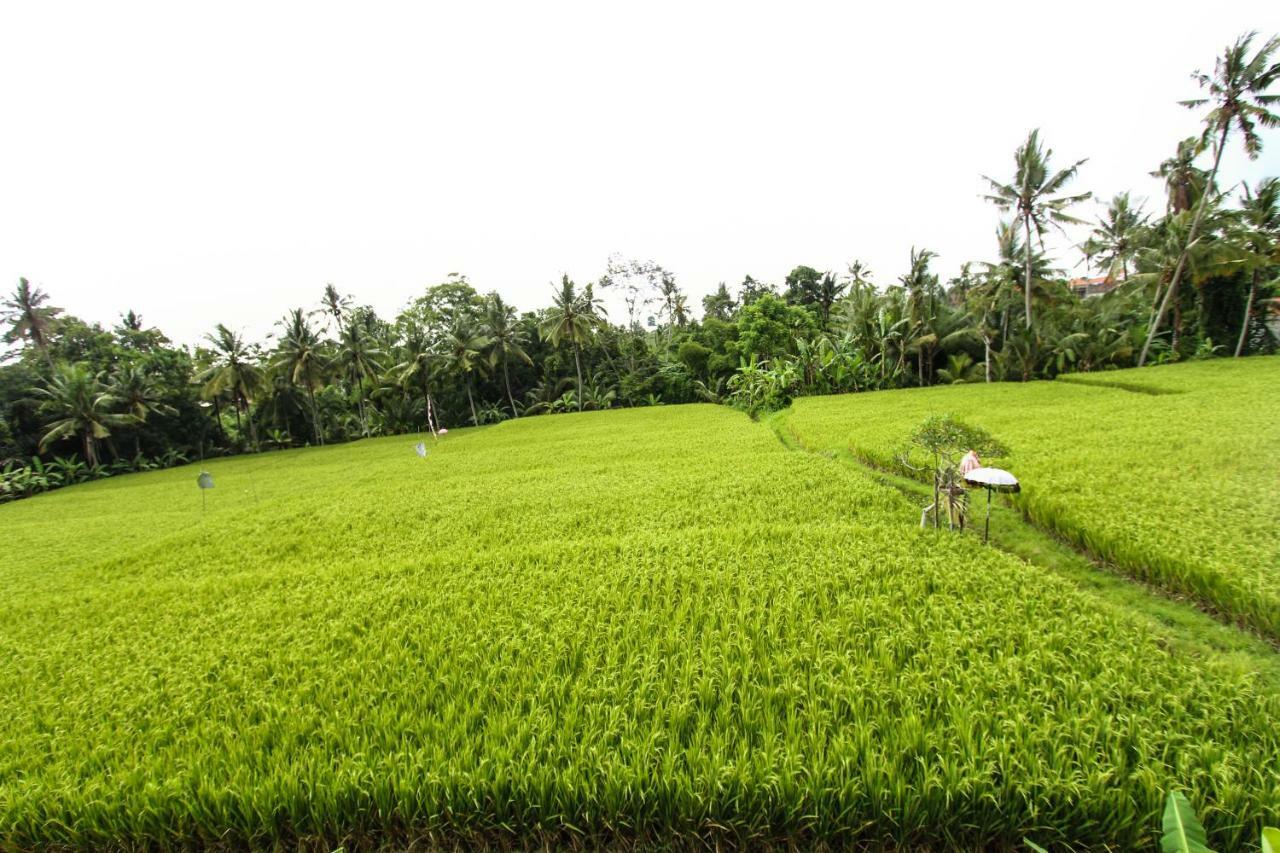 Ubud Hidden Villa Yone Village Zewnętrze zdjęcie